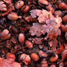 Oak nuts